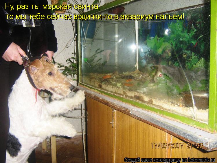Котоматрица: Ну, раз ты морская свинка,  то мы тебе сейчас водички-то в аквариум нальем!
