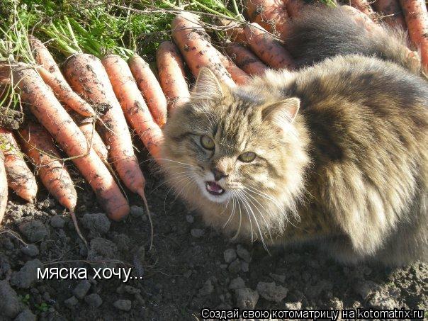 Котоматрица: мяска хочу...