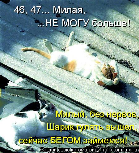 Котоматрица: 46, 47... Милая, ...НЕ МОГУ больше! Милый, без нервов, сейчас БЕГОМ займемся! Шарик гулять вышел,