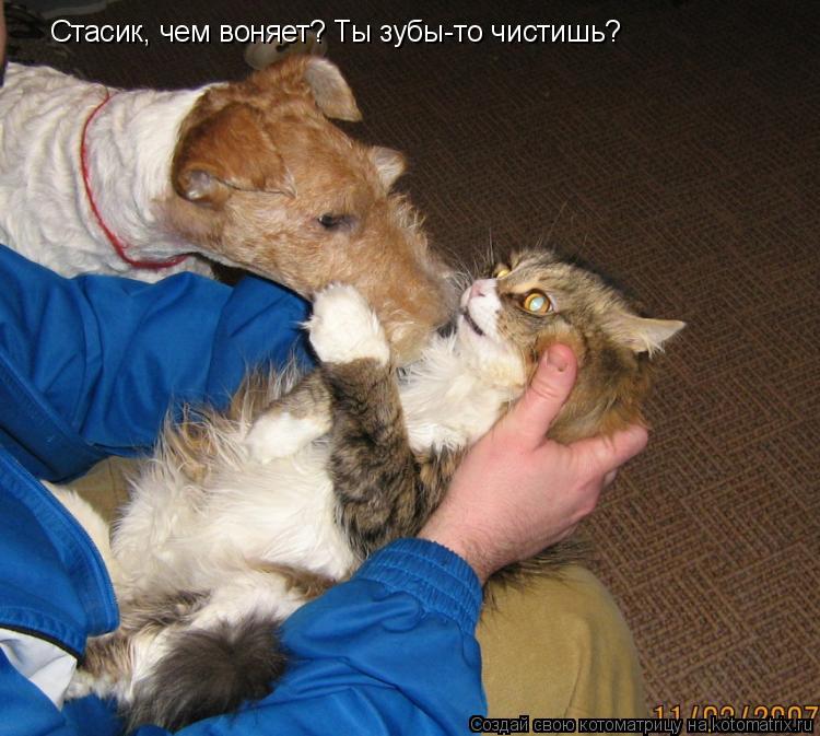 Котоматрица: Стасик, чем воняет? Ты зубы-то чистишь?