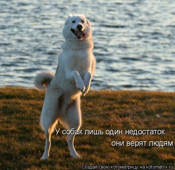 Котоматрица: У собак лишь один недостаток   они верят людям