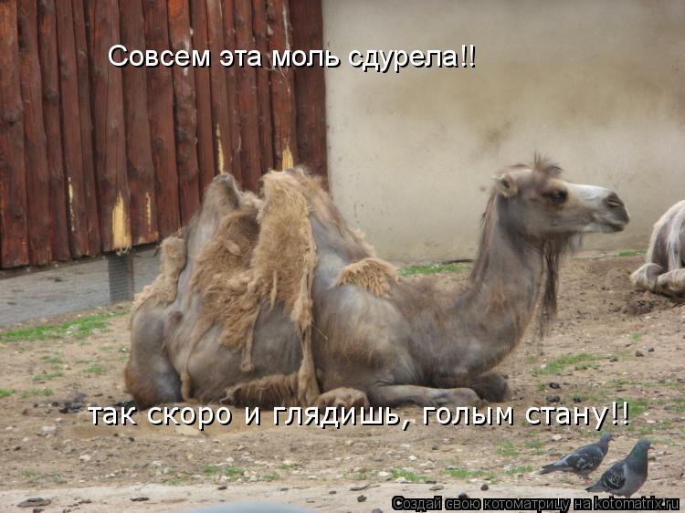 Котоматрица: Совсем эта моль сдурела!! так скоро и глядишь, голым стану!!