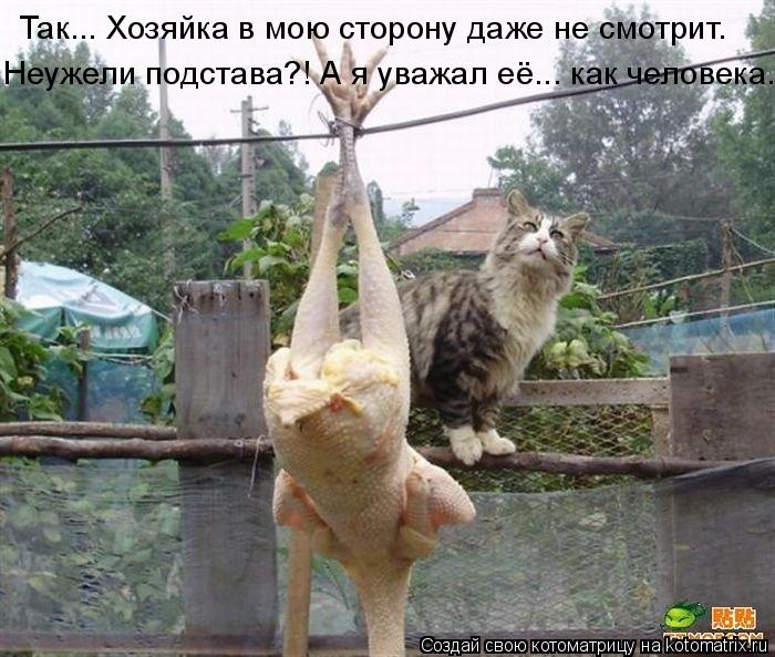 Котоматрица: Так... Хозяйка в мою сторону даже не смотрит. Неужели подстава?! А я уважал её... как человека.