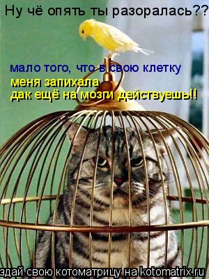 Котоматрица: Ну чё опять ты разоралась?? мало того, что в свою клетку меня запихала мало того, что в свою клетку  меня запихала дак ещё на мозги действуешь!