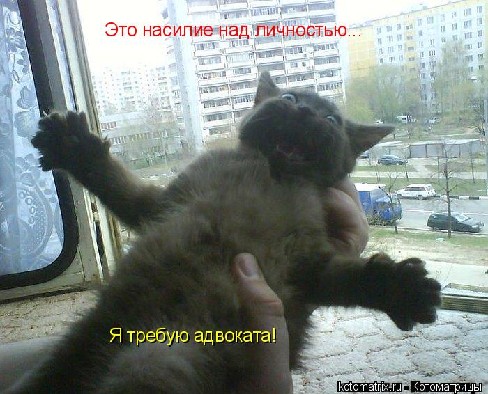 Котоматрица: Это насилие над личностью... Я требую адвоката!