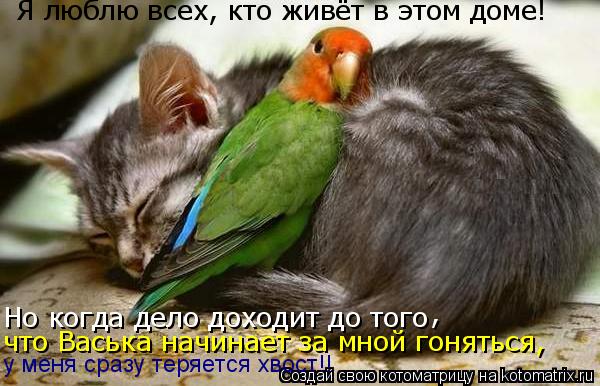 Котоматрица: Я люблю всех, кто живёт в этом доме! Но когда дело доходит до того , что Васька начинает за мной гоняться, у меня сразу теряется хвост!!