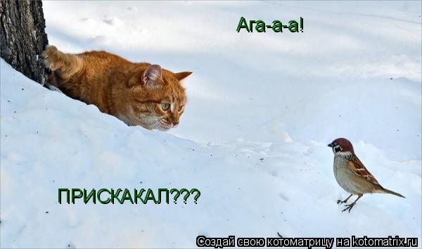 Котоматрица: Ага-а-а! ПРИСКАКАЛ???