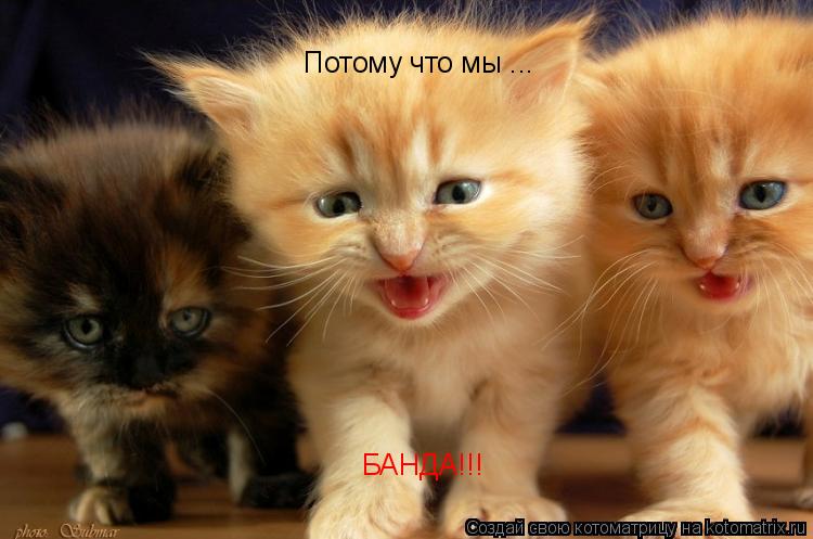 Котоматрица: Потому что мы ... БАНДА!!!