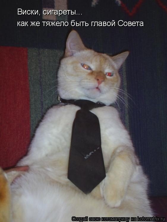 Котоматрица: Виски, сигареты... как же тяжело быть главой Совета