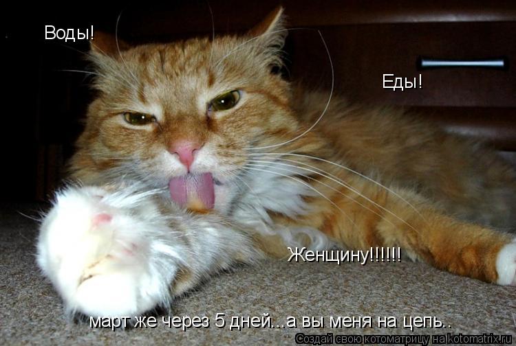 Котоматрица: Воды! Еды! Женщину!!!!!! март же через 5 дней...а вы меня на цепь..