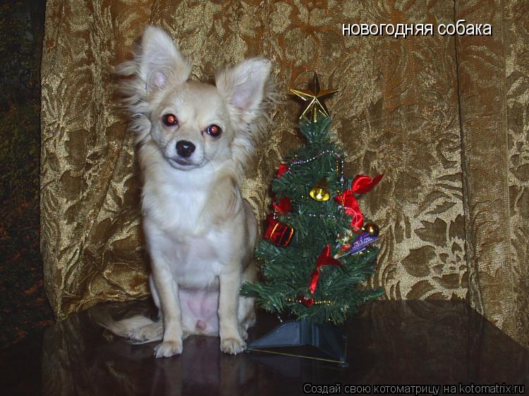 Котоматрица: новогодняя собака