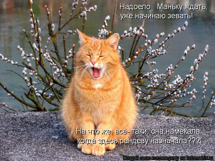 Котоматрица: уже начинаю зевать! На что же, всё- таки, она намекала, когда здесь,рандеву назначала???! Надоело   Маньку ждать,