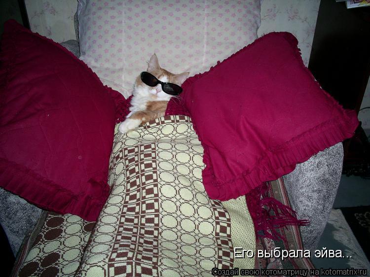 Его выбрала эйва...... Котоматрица: Его выбрала эйва...