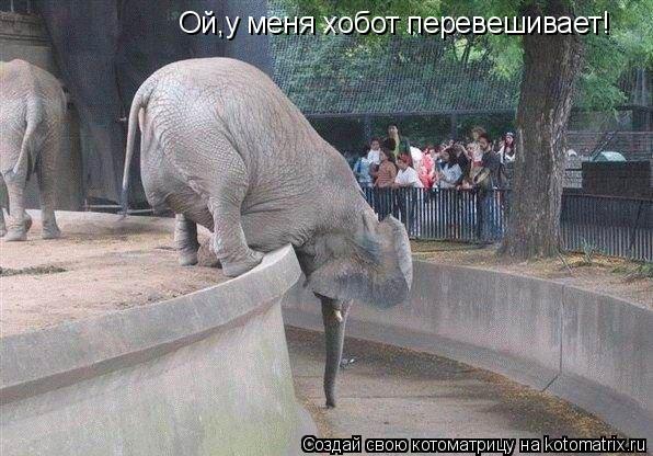 Ой,у меня хобот перевешивает!... Котоматрица: Ой,у меня хобот перевешивает!