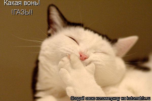 Какая вонь! !ГАЗЫ!... Котоматрица: Какая вонь! !ГАЗЫ!