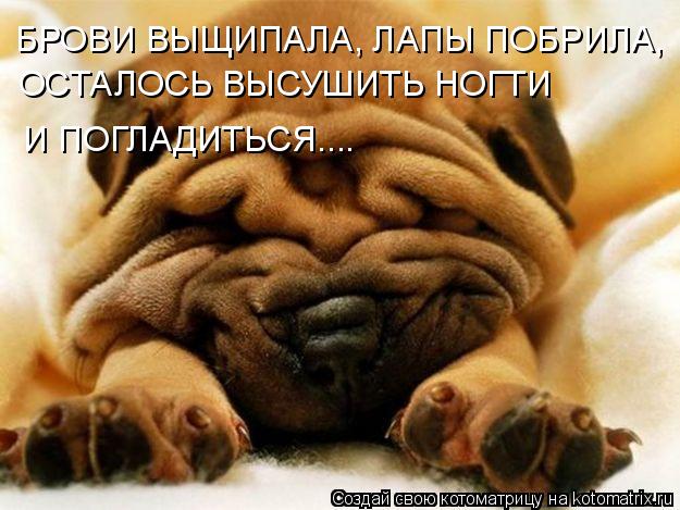 И ПОГЛАДИТЬСЯ.... БРОВИ ВЫЩИПАЛА, ЛАПЫ ПОБРИЛА, ОСТАЛОСЬ ВЫСУШИТЬ НОГТИ... Котоматрица: И ПОГЛАДИТЬСЯ.... БРОВИ ВЫЩИПАЛА, ЛАПЫ ПОБРИЛА, ОСТАЛОСЬ ВЫСУШИТЬ НОГТИ