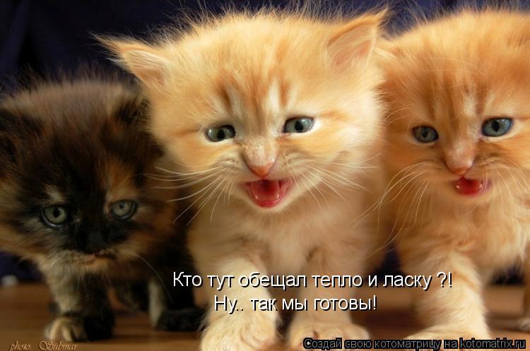 Кто тут обещал тепло и ласку ?! Ну.. так мы готовы!... Котоматрица: Кто тут обещал тепло и ласку ?! Ну.. так мы готовы!