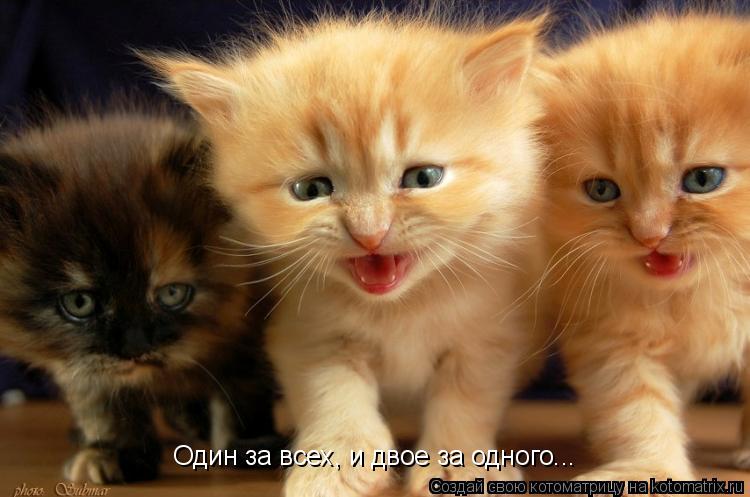 Один за всех, и двое за одного...... Котоматрица: Один за всех, и двое за одного...