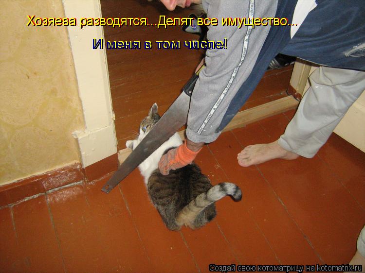 Хозяева разводятся...Делят все имущество... И меня в том числе! Хозяева разводятся... Делят все имуще... Котоматрица: Хозяева разводятся...Делят все имущество... И меня в том числе! Хозяева разводятся... Делят все имущество... И меня в том числе!