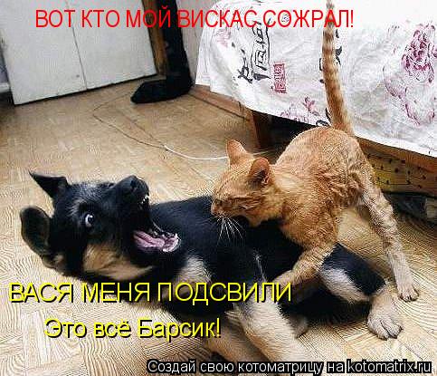 Котоматрица: ВОТ КТО МОЙ ВИСКАС СОЖРАЛ! ВАСЯ МЕНЯ ПОДСВИЛИ Это всё Барсик!