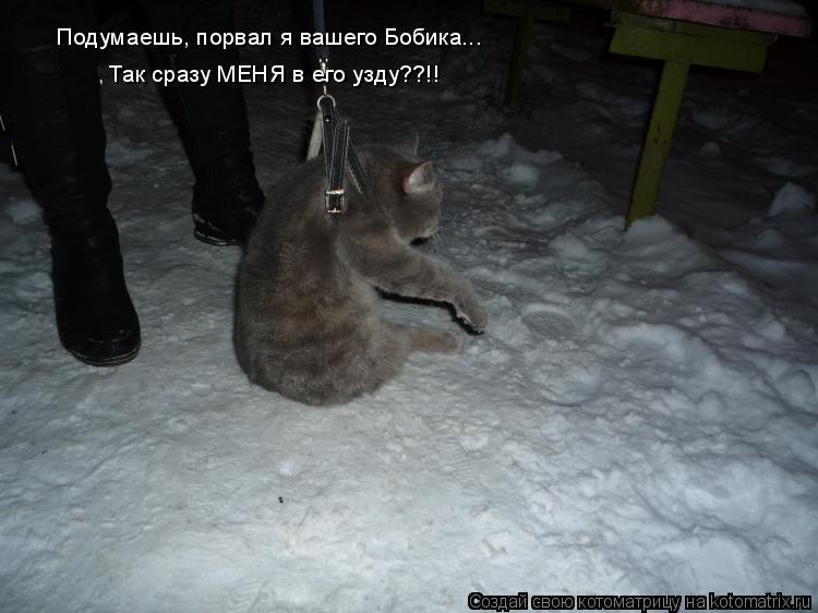 Котоматрица: Подумаешь, порвал я вашего Бобика...  Так сразу МЕНЯ в его узду??!!