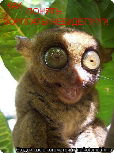 Котоматрица: КАК ПОНЯТЬ ЗОРПЛАТЫ НЕБУДЕТ?!?!?!