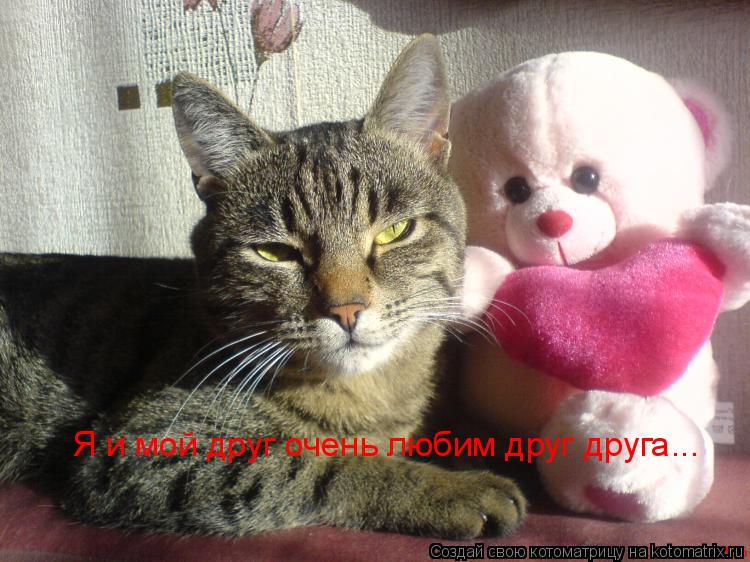 Котоматрица: Я и мой друг очень любим друг друга...