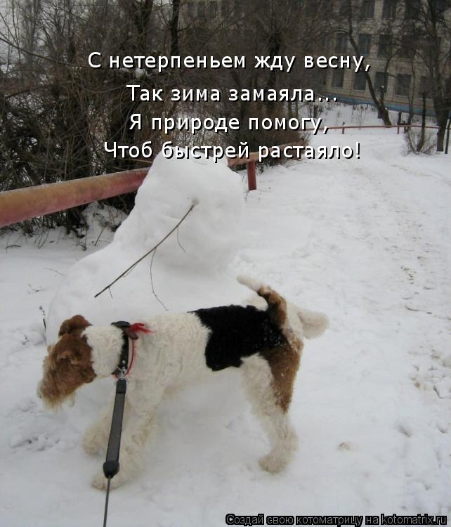 С нетерпеньем жду весну, Так зима замаяла... Я природе помогу, Чтоб быстрей растаяло!... Котоматрица: С нетерпеньем жду весну, Так зима замаяла... Я природе помогу, Чтоб быстрей растаяло!
