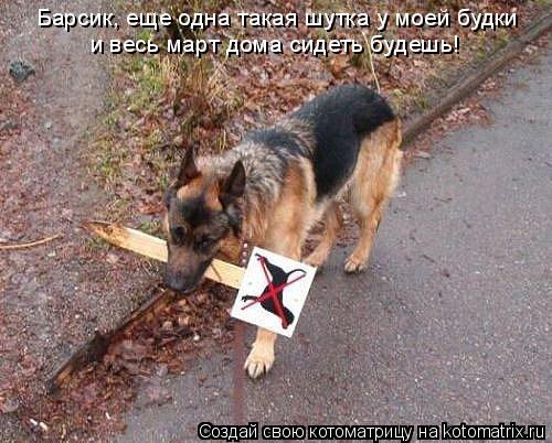 Барсик, еще одна такая шутка у моей будки и весь март дома сидеть будешь!... Котоматрица: Барсик, еще одна такая шутка у моей будки и весь март дома сидеть будешь!
