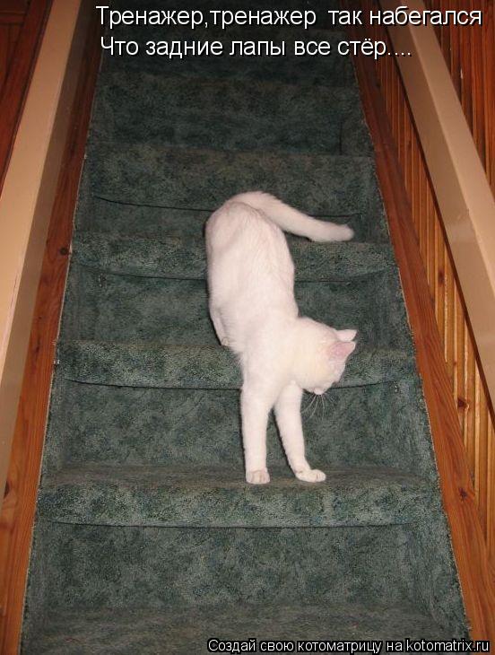 Котоматрица: Тренажер,тренажер так набегался Что задние лапы все стёр....