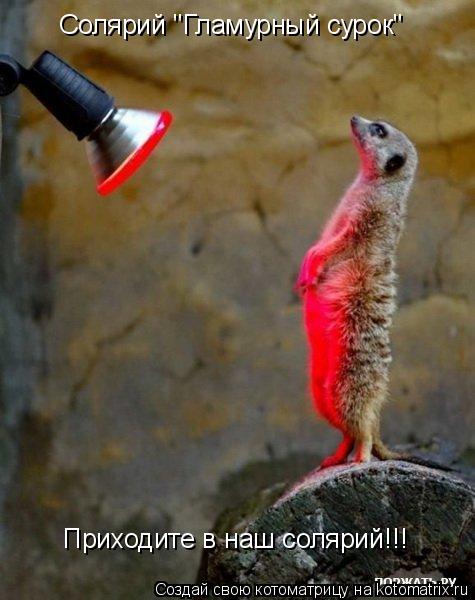 Котоматрица: Солярий "Гламурный сурок" Приходите в наш солярий!!!