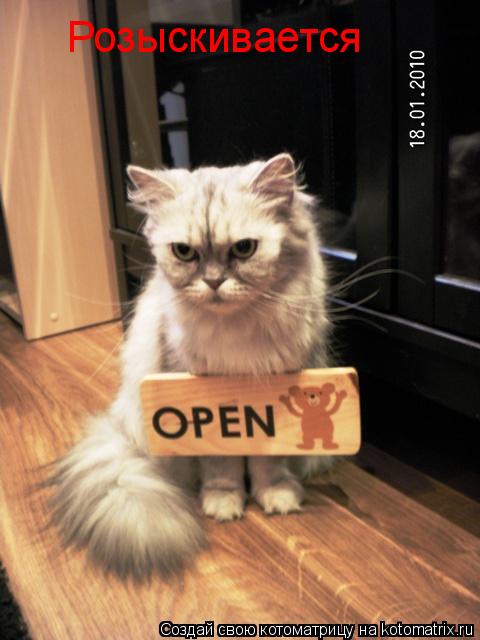 Котоматрица: Розыскивается