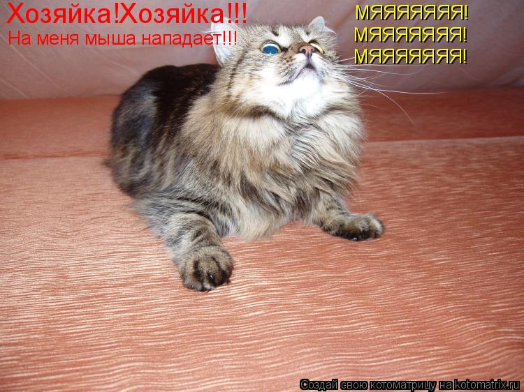 Хозяйка!Хозяйка!!! На меня мыша нападает!!! МЯЯЯЯЯЯЯ! МЯЯЯЯЯЯЯ! МЯЯЯЯЯЯЯ!... Котоматрица: Хозяйка!Хозяйка!!! На меня мыша нападает!!! МЯЯЯЯЯЯЯ! МЯЯЯЯЯЯЯ! МЯЯЯЯЯЯЯ!