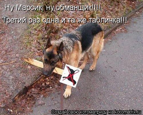 Котоматрица: Ну Марсик, ну обманщик!!!! Третий раз одна и та же табличка!!!