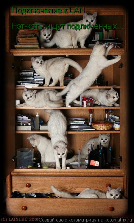 Котоматрица: Подключение к LAN... Нэт-коты ищут подлюченных...
