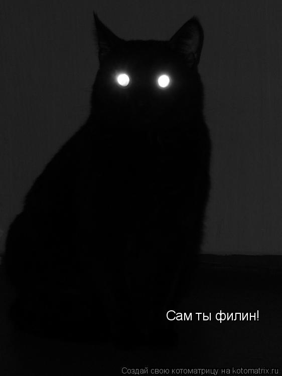 Котоматрица: Сам ты филин!