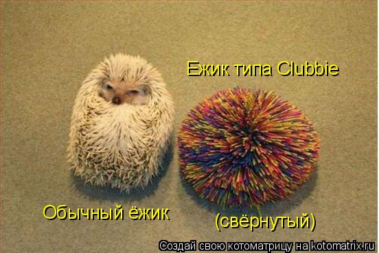 Котоматрица: Обычный ёжик Ежик типа Clubbie (свёрнутый)