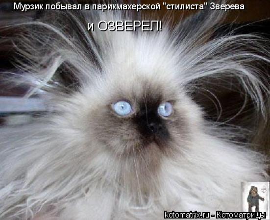 Мурзик побывал в парикмахерской "стилиста" Зверева и ОЗВЕРЕЛ!... Котоматрица: Мурзик побывал в парикмахерской "стилиста" Зверева и ОЗВЕРЕЛ!