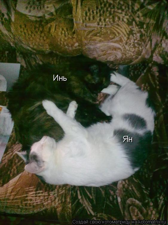 Котоматрица: Инь  Ян