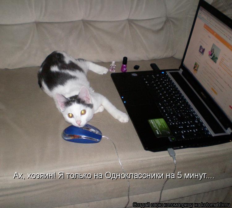 Котоматрица: Ах, хозяин! Я только на Одноклассники на 5 минут....