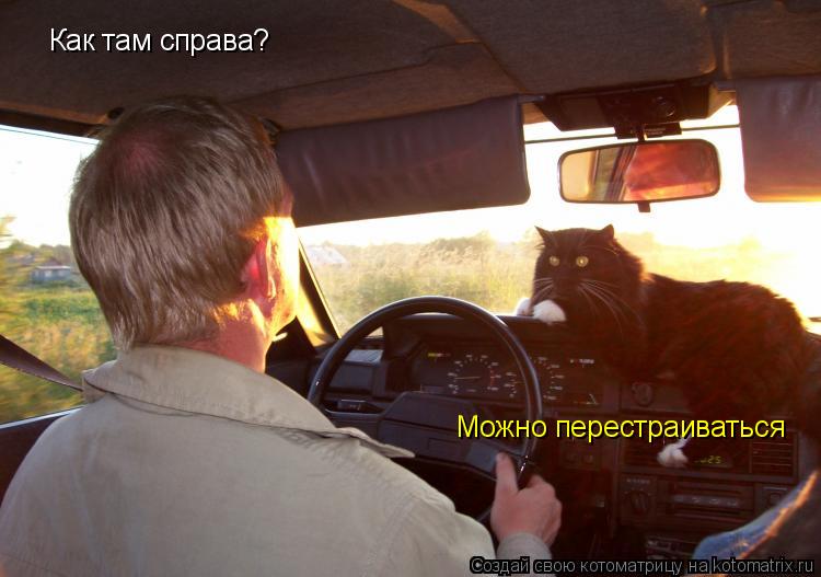 Котоматрица: Как там справа? Можно перестраиваться