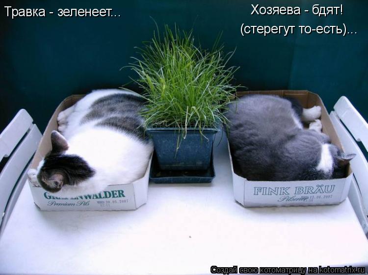 Котоматрица: Травка - зеленеет... Хозяева - бдят!  (стерегут то-есть)...