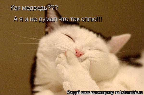 Котоматрица: Как медведь??? А я и не думал что так сплю!!!