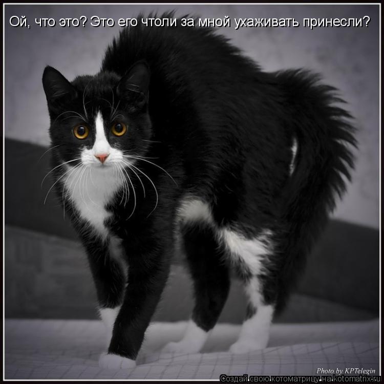Котоматрица: Ой, что это? Это его чтоли за мной ухаживать принесли?