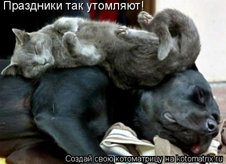 Котоматрица: Праздники так утомляют!
