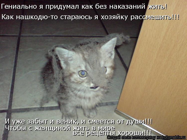 Котоматрица: Гениально я придумал как без наказаний жить! Как нашкодю-то стараюсь я хозяйку рассмешить!!! И уже забыт и веник, и смеется от души!!! Чтобы с ж