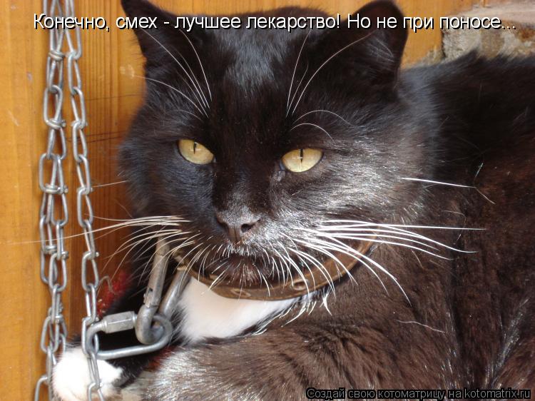 Котоматрица: Конечно, смех - лучшее лекарство! Но не при поносе...  Конечно, смех - лучшее лекарство! Но не при поносе...