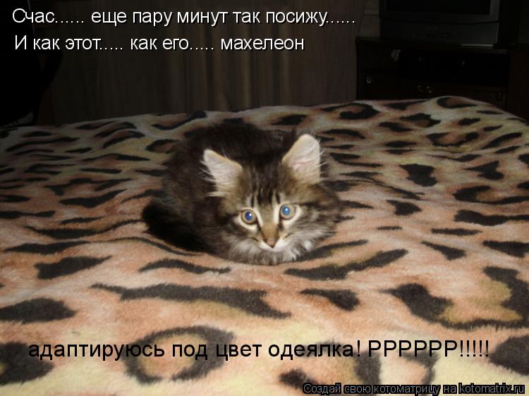 Котоматрица: Счас...... еще пару минут так посижу...... И как этот..... как его..... махелеон адаптируюсь под цвет одеялка! РРРРРР!!!!!