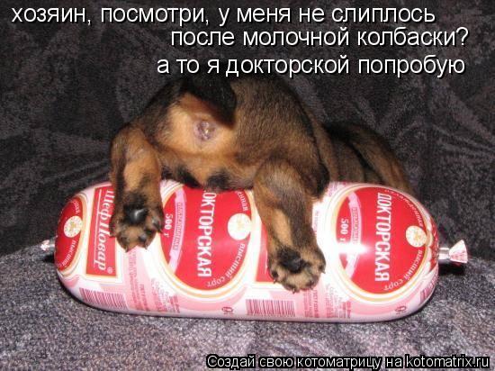 Котоматрица: хозяин, посмотри, у меня не слиплось  после молочной колбаски? а то я докторской попробую