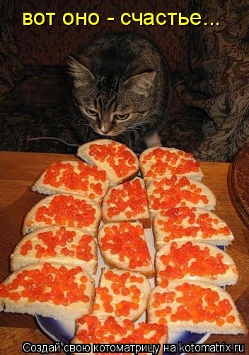 Котоматрица: вот оно - счастье...